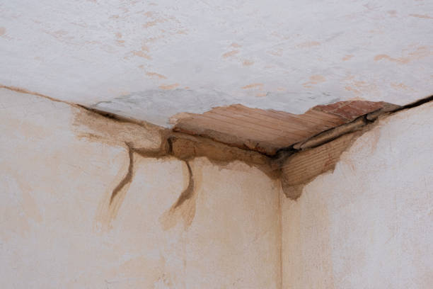 Best Professional water damage repair  in Chieand, FL